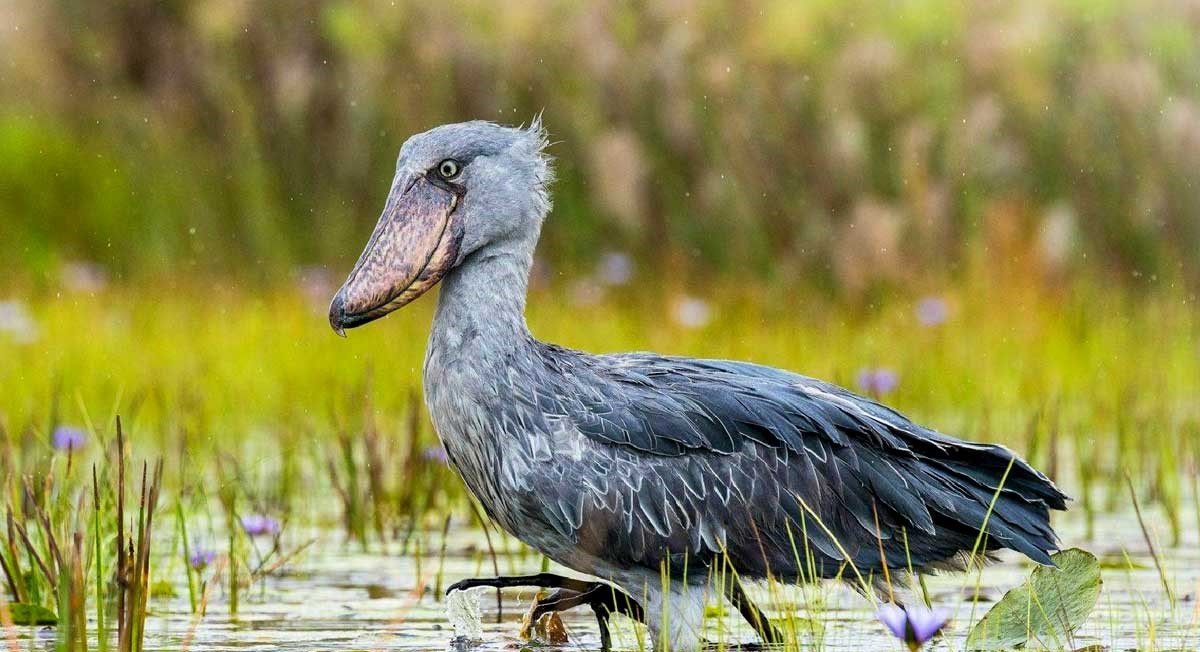 Shoebill entebbe tour
